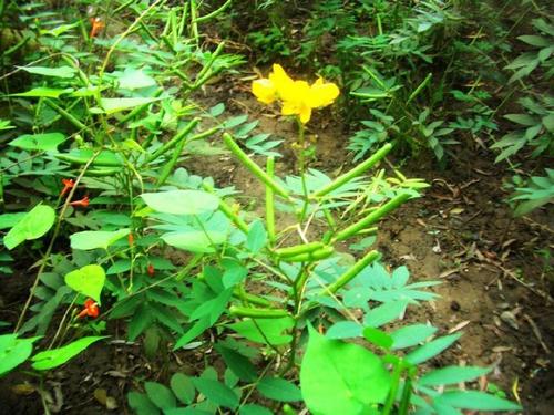 费明：树和木柴