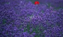 经典语录：惟愿有一程，一路终老