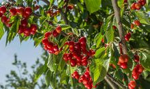 描写樱桃的诗句