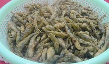 萧红：同命运的小鱼