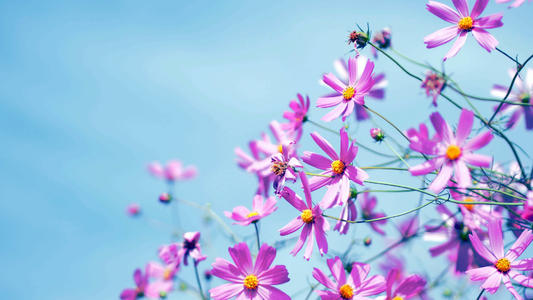 美丽的抒情句子