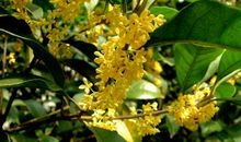 描写桂花形状的句子