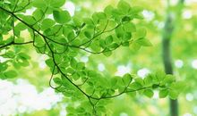 绿色校园演讲稿