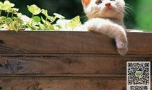 写一种动物作文：我家的小猫