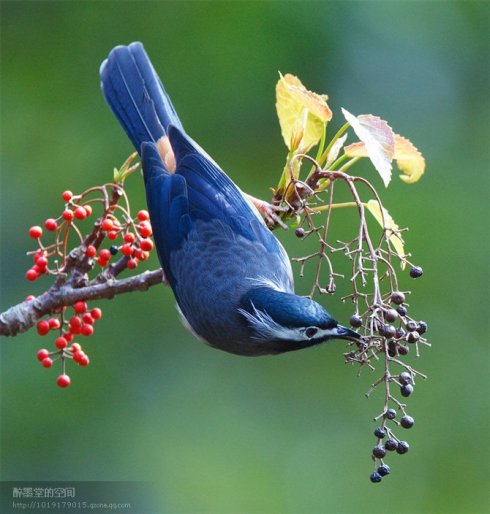 描述鸟类行为的句子