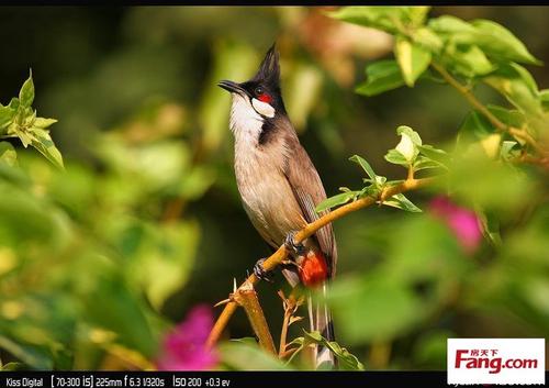 美丽的句子描述鸟类