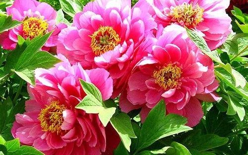 描述牡丹外观的句子