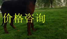 励志小故事：不要由两匹马的屁股决定一切