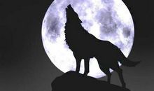 狼图腾主要内容