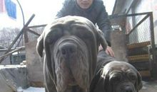 布尔沃·利顿名言