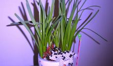 钟敬文：水仙花