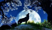 励志故事：狼的真正的机会