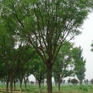 描述刺槐的句子