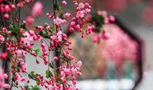 夏日田园杂兴的诗意