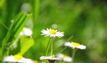 描写花香的诗句