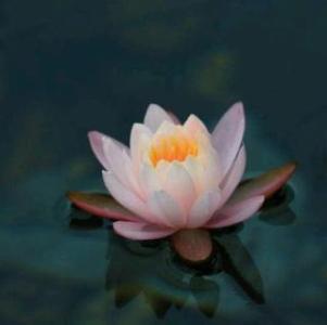 薛小蟾：见联华