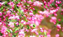 描写微风细雨的句子