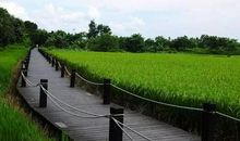 四年级优秀习作:大路旁的小路