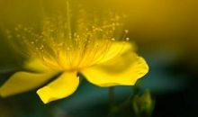 泰戈尔：金色花