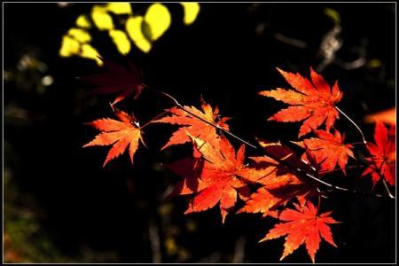 漂亮的句子描述“枫叶”