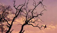 生活的天空永远没有“禁飞区”