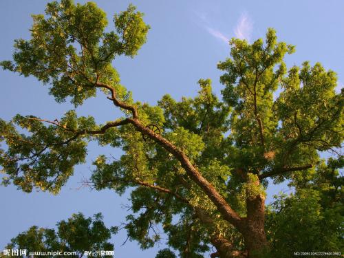 初中作文：窗外的树