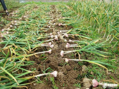 总有一块适合成长的土地