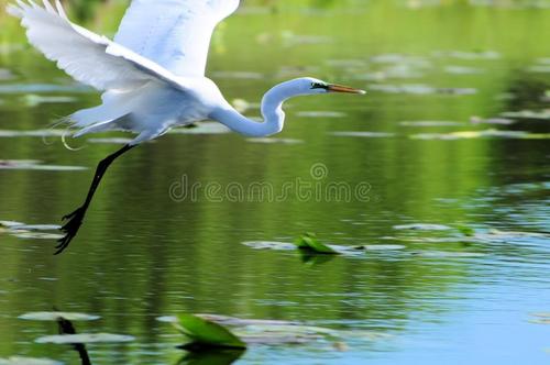 简震：窗台上的白鹭