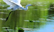 简贞：栖在窗台的白鹭