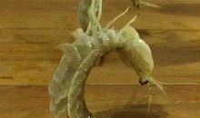 六年级作文：我就是只“皮皮虾”