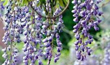 紫藤萝瀑布主要内容