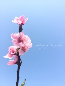 并非每朵花都能结出果实