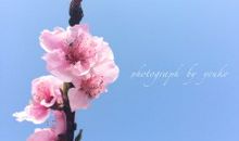 不是每朵花都能结果