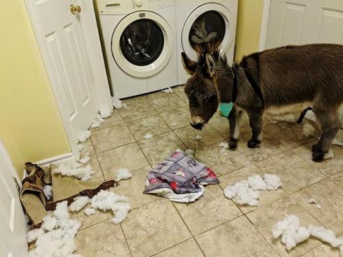 “能驴”及其所有者