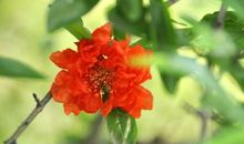 描写石榴花的句子