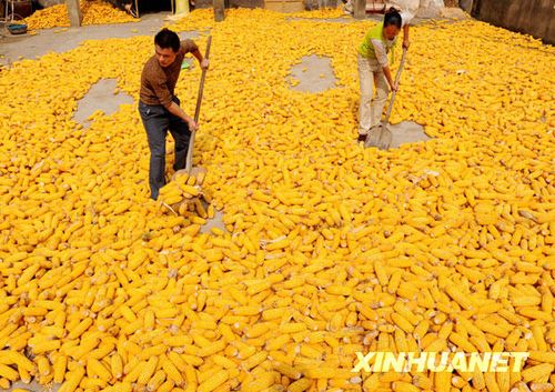 丁玲：秋天收获的一天