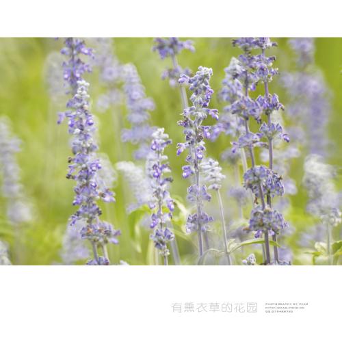 薰衣草的句子