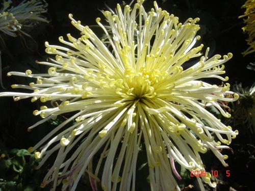 描述菊花的美丽句子