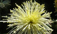 描写菊花优美句子