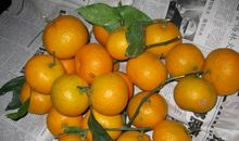 北岛：桔子熟了