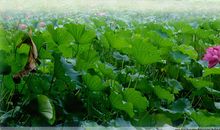 读《荷塘月色》有感