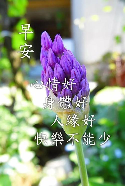 祝福的美丽句子