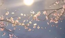 经典语录：生命，就是一场不留余地的盛放