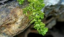 读《石缝间的生命》有感