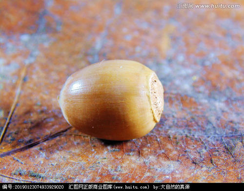 每天种100棵橡树种子