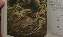 读黄继光有感400字