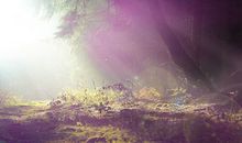 唯美的句子及图片