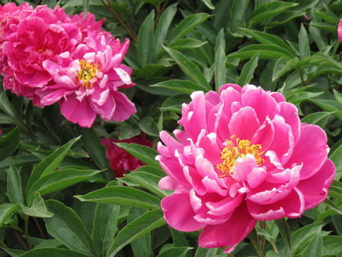 优美的句子描述牡丹花朵