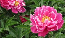 描写芍药花的优美句子