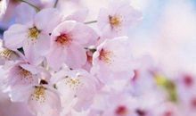 描写花的优美句子大全